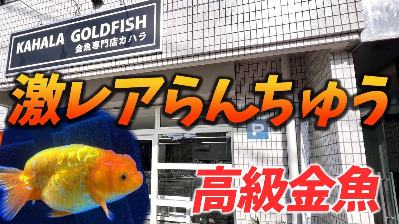 金魚専門店カハラで探し求めていた激レアの高級らんちゅうをお迎え！