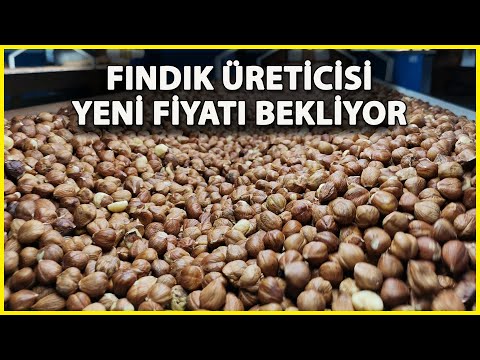 Üreticinin Fındıkta Beklentisi 45 Lira