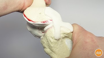 Dynamic Knee Model - Modeling Anatomy