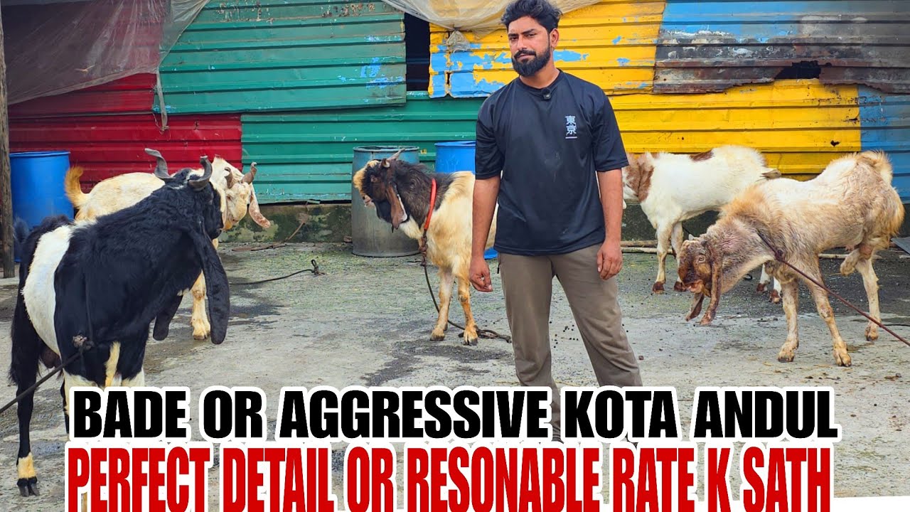 Khubsurat Playfull Aggressive Kota Gang Aaye Hai Khan Goat Farm Pr Mumbai Mumbra 