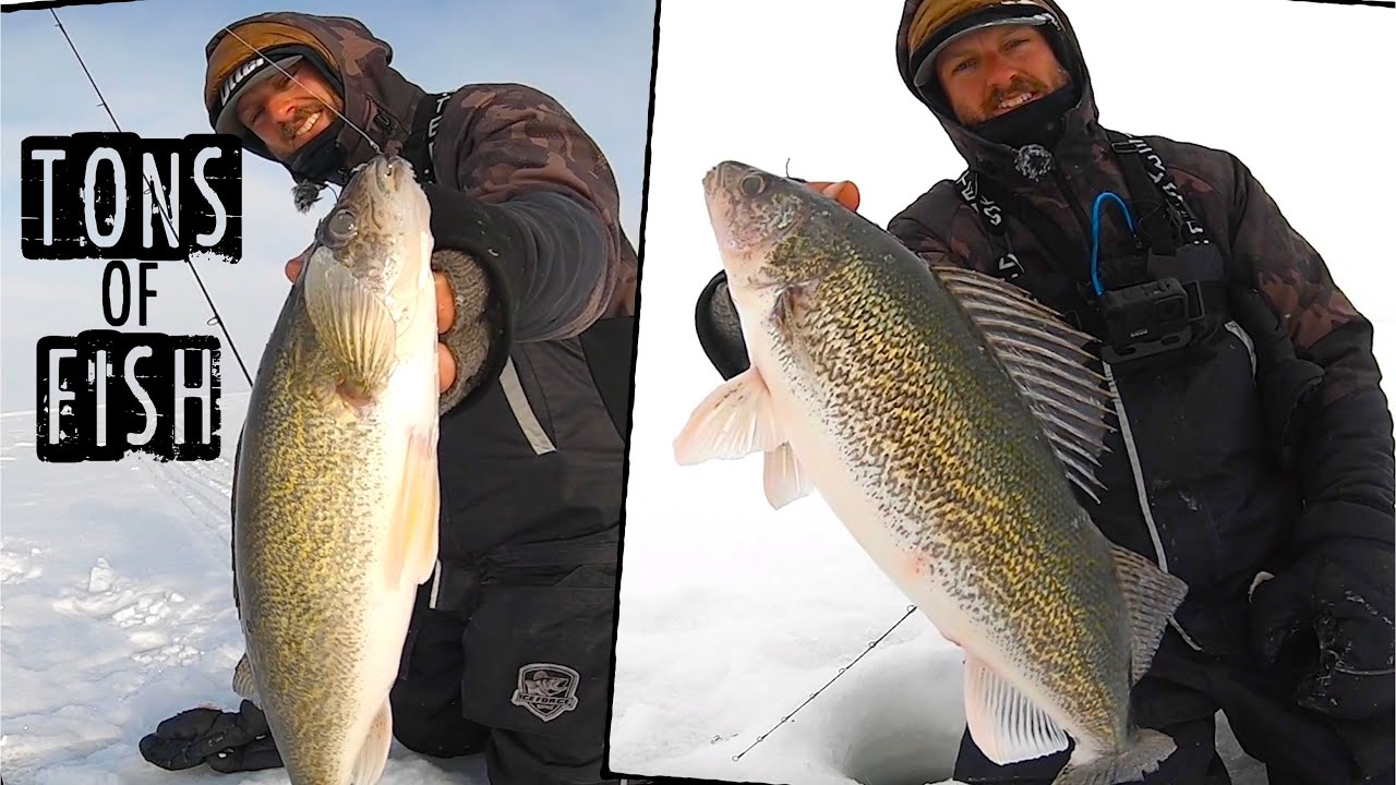 NON-STOP FISH While Ice Fishing For Walleyes! 