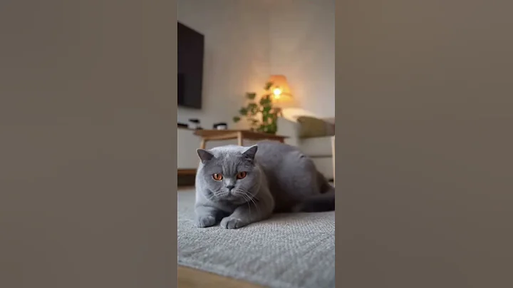 Video 11408141: british shorthair, britishshorthair cat pets cute, britishshorthair pets funny cats, britishshorthair cat animals cute