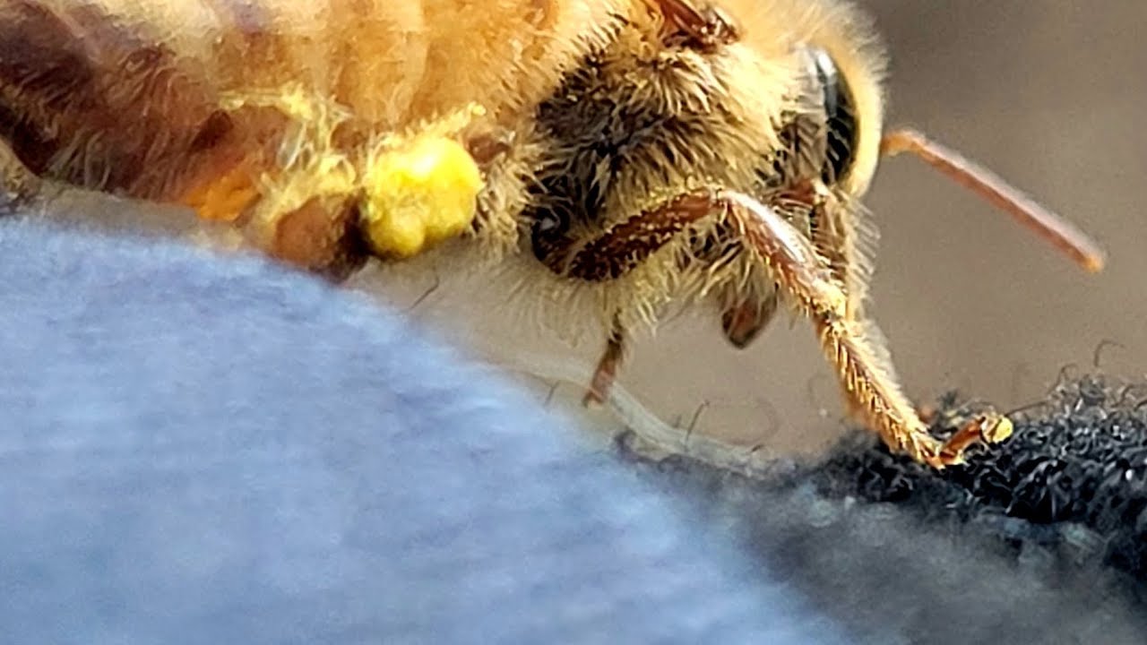 BEES SLEEP? what do bees do at night? YouTube