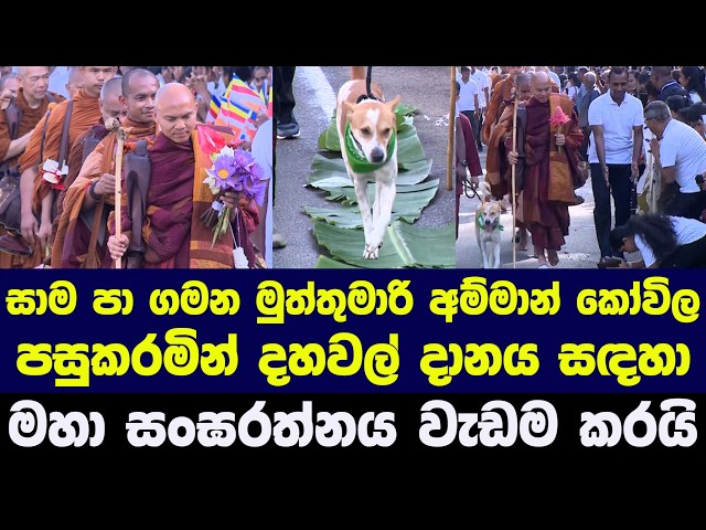 සාම පා ගමන මුත්තුමාරි අම්මාන් කෝවිල පසුකරමින් දහවල් දානය සඳහා මහා සංඝරත්නය වැඩම කරයි