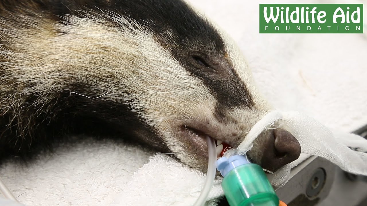save the world Badger Cub - Tail Amputation