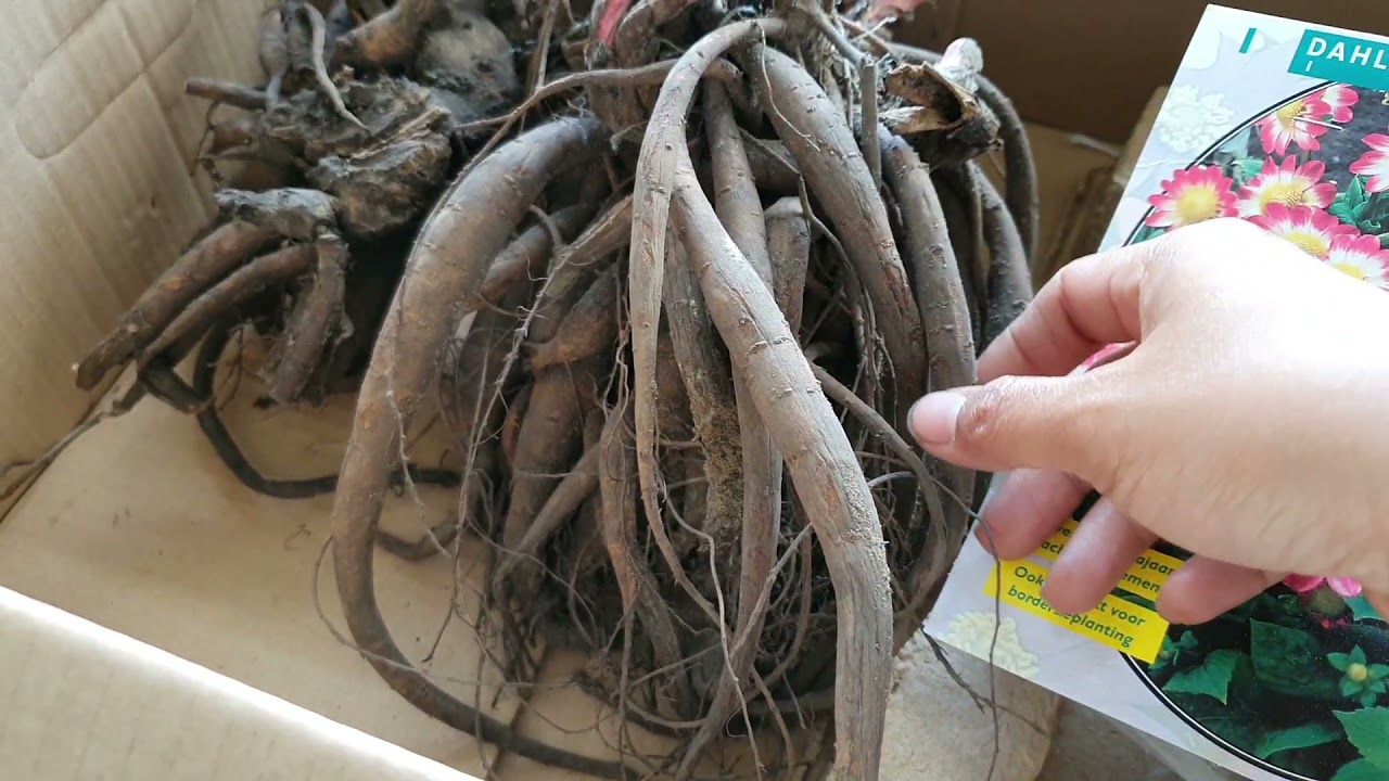 Unboxing umbi bunga Peoni dan Dahlia murah dari Belanda 