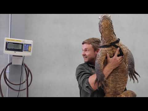 Keepers Walk and Hold Massive Komodo Dragon Like a Dog at Australian Reptile Park