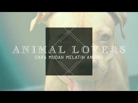Video: Cara Melatih Anjing Anda Untuk Patuh