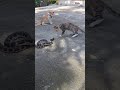 Ular serang kucing#realvidio