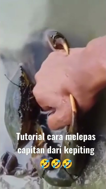 NGAKAK!!!KECAPIT KEPITING😁😁🤣