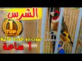 jilguero الحسون الشرس  صوت  عذب فيديو  الذي يبحث عنه الملايين