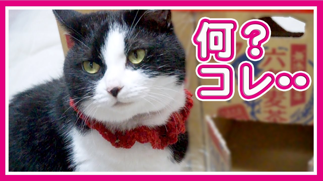 猫カフェ 横浜 【実験】猫は箱で遊ぶでしょうか?反応は、猫なりに…なんだこりゃ?【2匹の猫 ハッチとマック】 - Are the cute cats playing with a box?