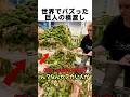 世界でバズった蜂の巣の正体