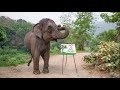 Elephant Suda Paints for Joe Rogan