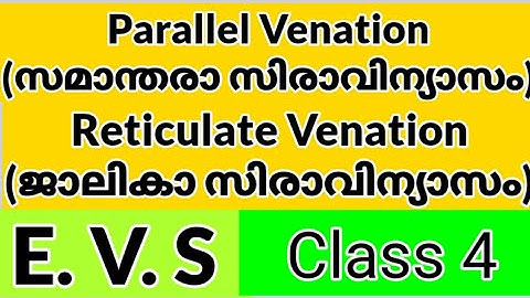Class 4 E.V.S(പരിസരാ പഠനം)Worksheet || August 5||Kite Victers First bell class