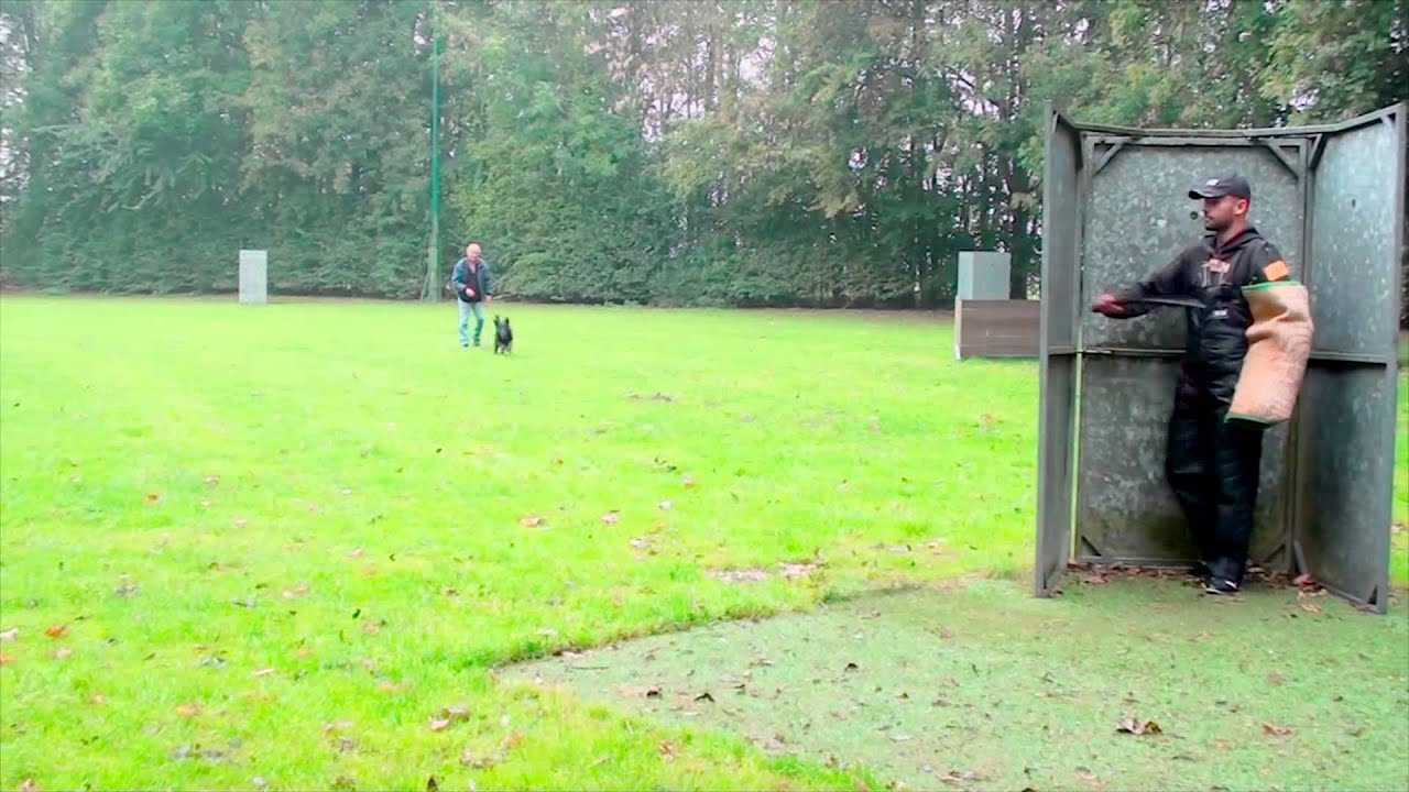 Training shepherds v molossers in ipo