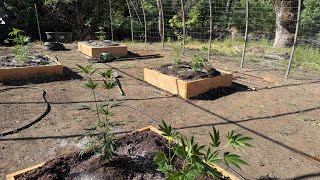 Site #1 planting day Northern California 