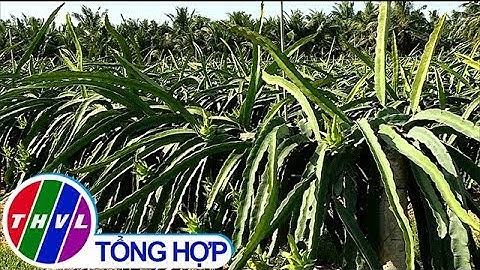 THVL | Các xã nông thôn mới nâng thu nhập người dân