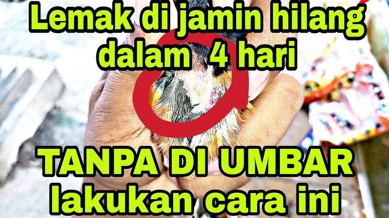 TERBUKTI tuntaskan LEMAK burung MURAI BATU || DI JAMIN BERHASIL CUMA 4 HARI