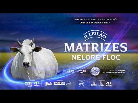 LOTE 31