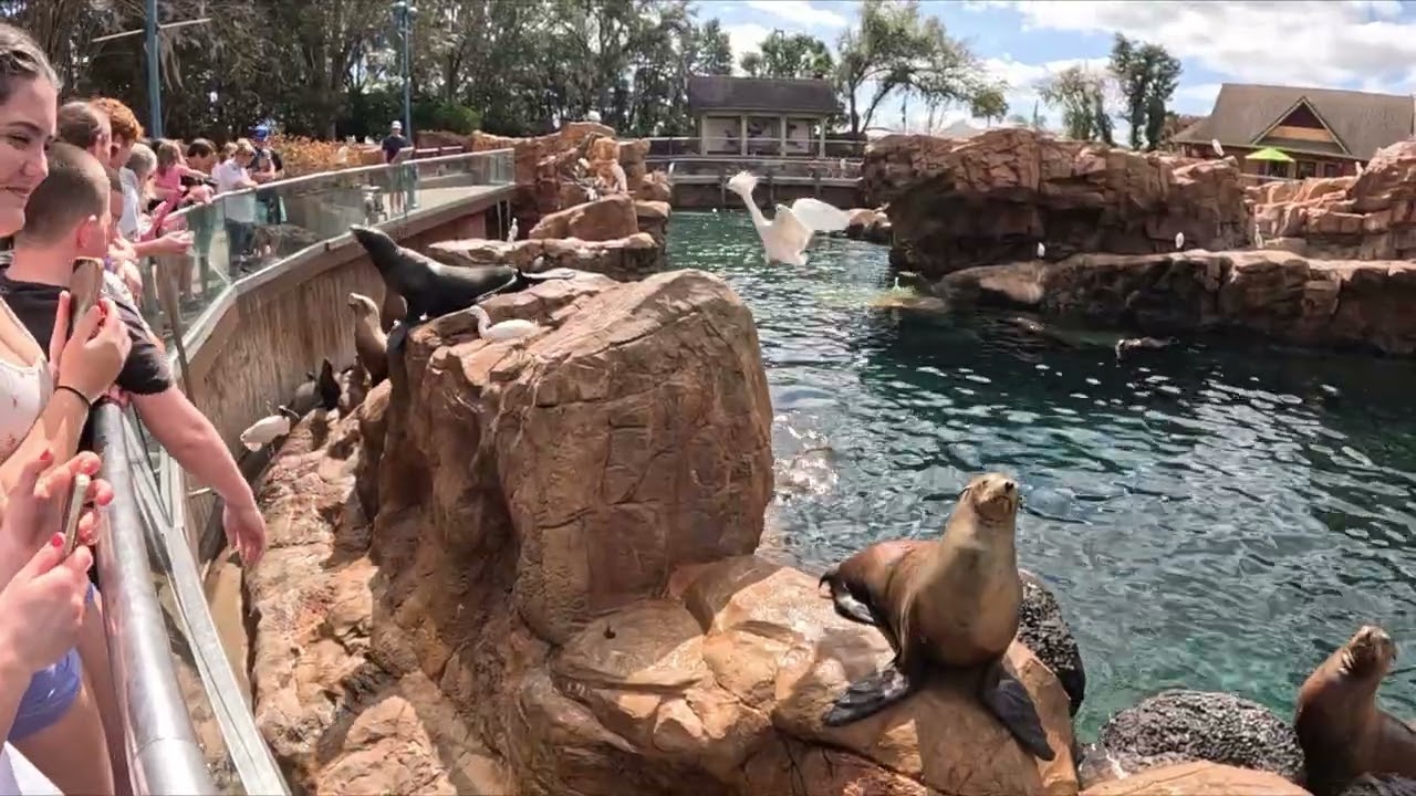 SeaWorld Orlando Sealions