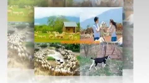 Phan Rang thành phố tuổi xuân  St  Phan Quốc Anh   Tb  Phan Hoài Lâm