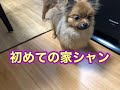 子犬を家で洗ってみた【ポメラニアン】【お家シャンプー】