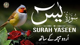 Surah Yaseen with Urdu Translation Full | Episode - 698 | Surah Yaseen Tarjuma Ke Sath
