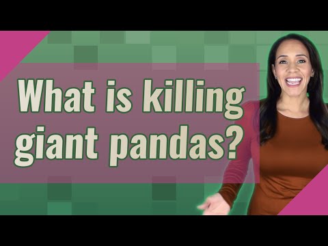 Video: Dov'è l'uccisione di un panda punibile con la morte?