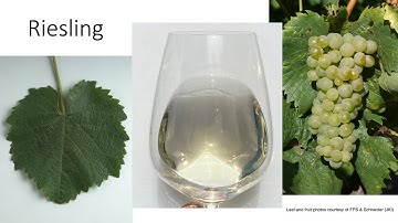 Grape Variety #5: Riesling