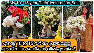 My Big Sized Adenium Plants For Sale       