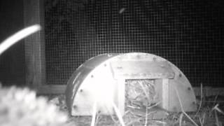 Barbie the hedgehog checking out the wildlife camera in the GSPCA's soft release pens in Guernsey. screenshot 5