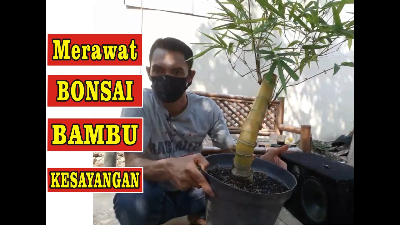  Cara  menanam  bonsai bambu  kuning  YouTube
