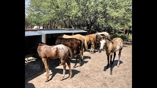 RANCHOLAROSA. POTRILLOS Y POTRANCAS 2018(CREEP FEEDER)#CUARTOSDEMILLA#PINTOS#APPALOOSAS