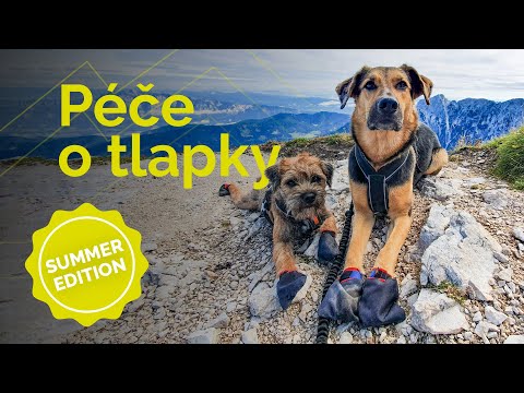 Video: Pouze 22 náhodných a veselých fotografií psů