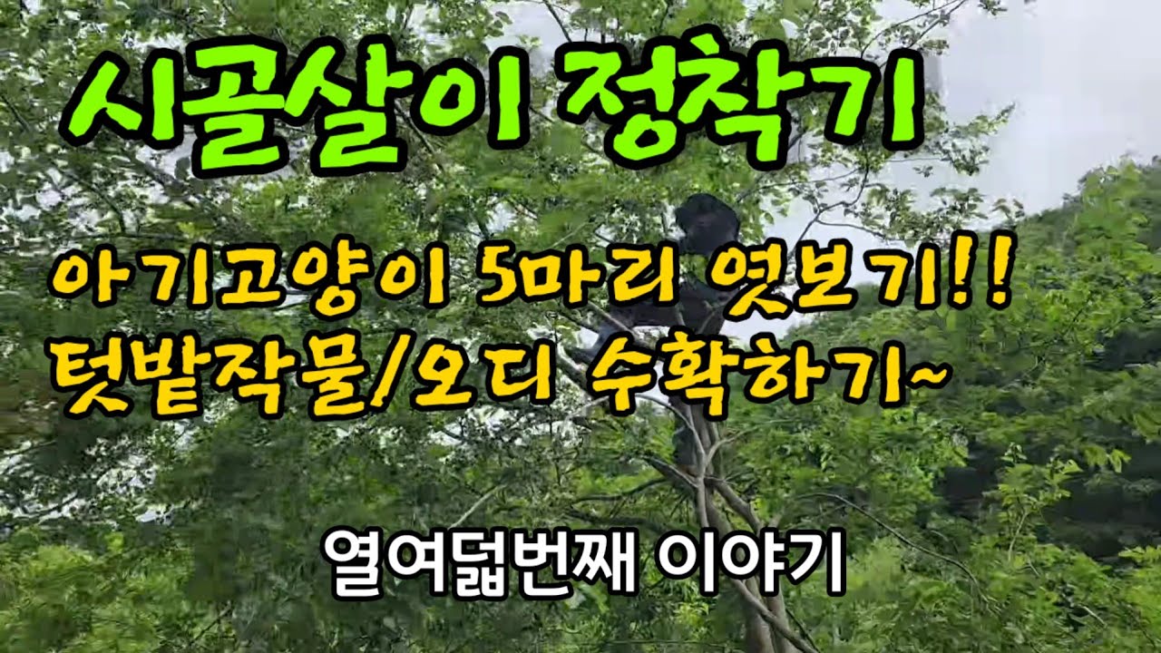 아기고양이 5마리 ㅣ 오디털기ㅣ마늘,양파 수확하기ㅣ콩밭에 고라니망치기