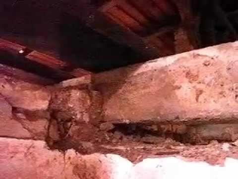 weißer Porenschwamm ähnlich echter Hausschwamm Baubiologe Baubiologie ...