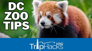 Tips For Visiting The National Zoo Washington Dc