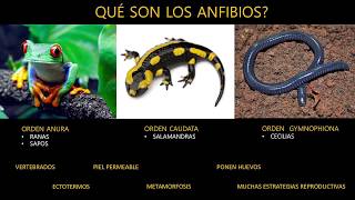 Experto Visitante: Reproduciendo especies de anfibios en peligro de extinción