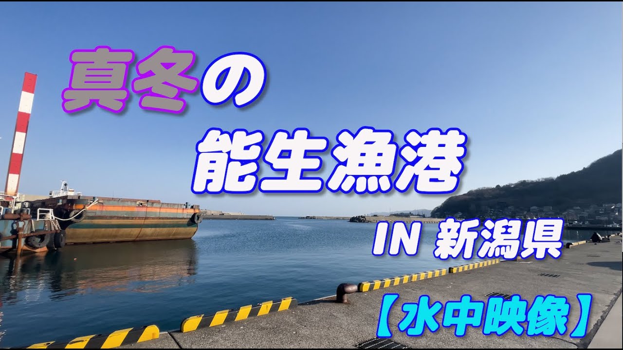 【水中映像】1月の能生漁港 新潟県