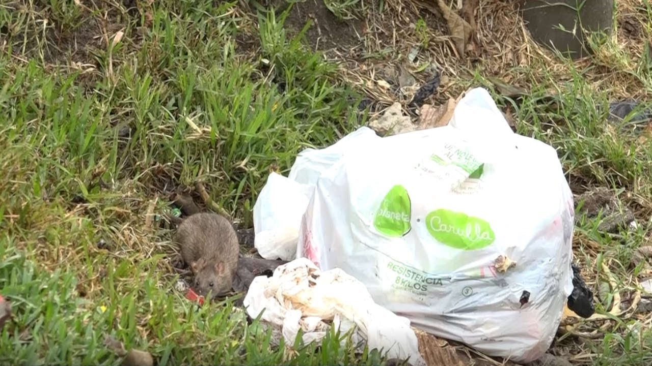 Denuncian invasión de roedores por basuras en Castilla - YouTube