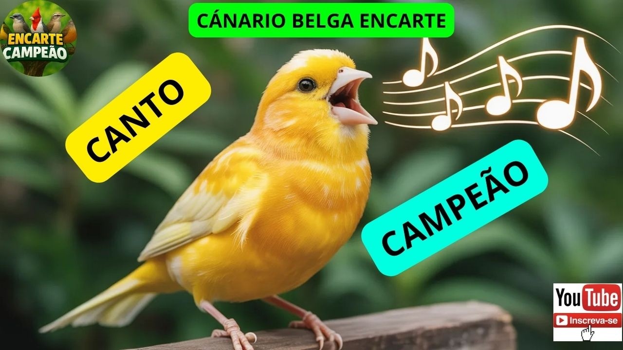 CANTO CÁNARIO BELGA ENCARTE CAMPEÃO