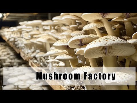 Inside a Mushroom Factory: The Journey from Spores to Harvest