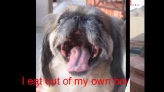Pet Sitting, Pet Sitter, Dog, Cat, Pets, Phoenix, Glendale, Tolleson, AZ