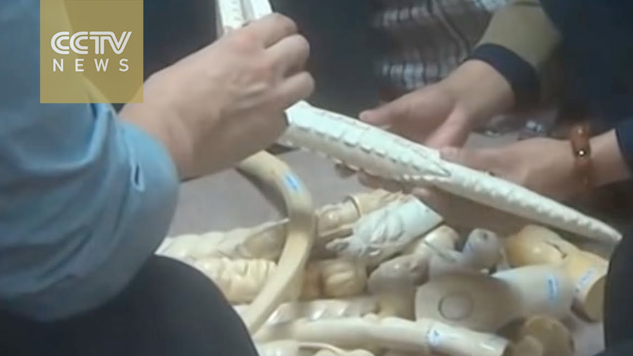 Undercover video exposes HK's illegal ivory trade