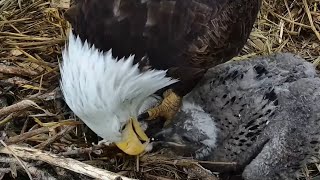 Decorah Eagles. HM flies in with breakfish, startles HD \& feeds DH2 - explore.org 05-06-2023