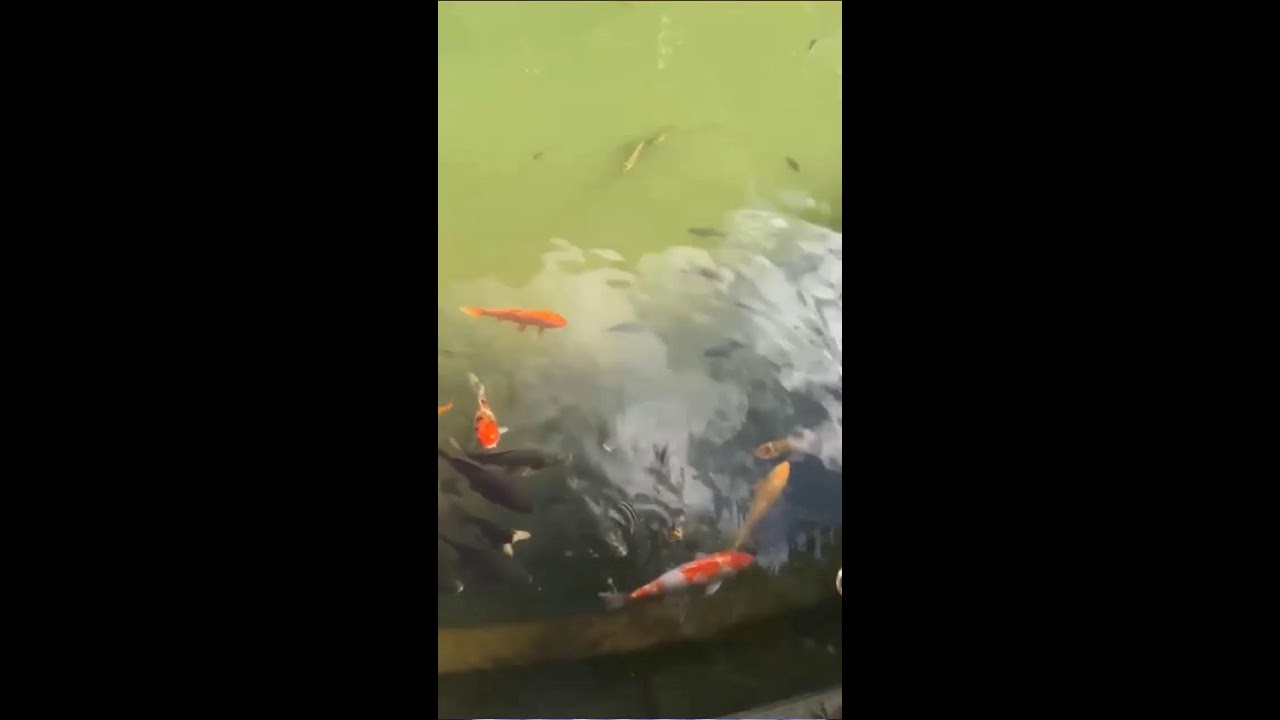live with lucky koi fish asmr