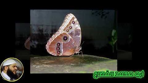 05 القارىء غسان الشوربجي سورة المائدة
