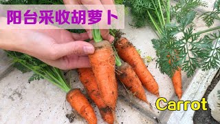 在阳台上，种植胡萝卜！收获一点也不比菜地里的差|Carrot harvest