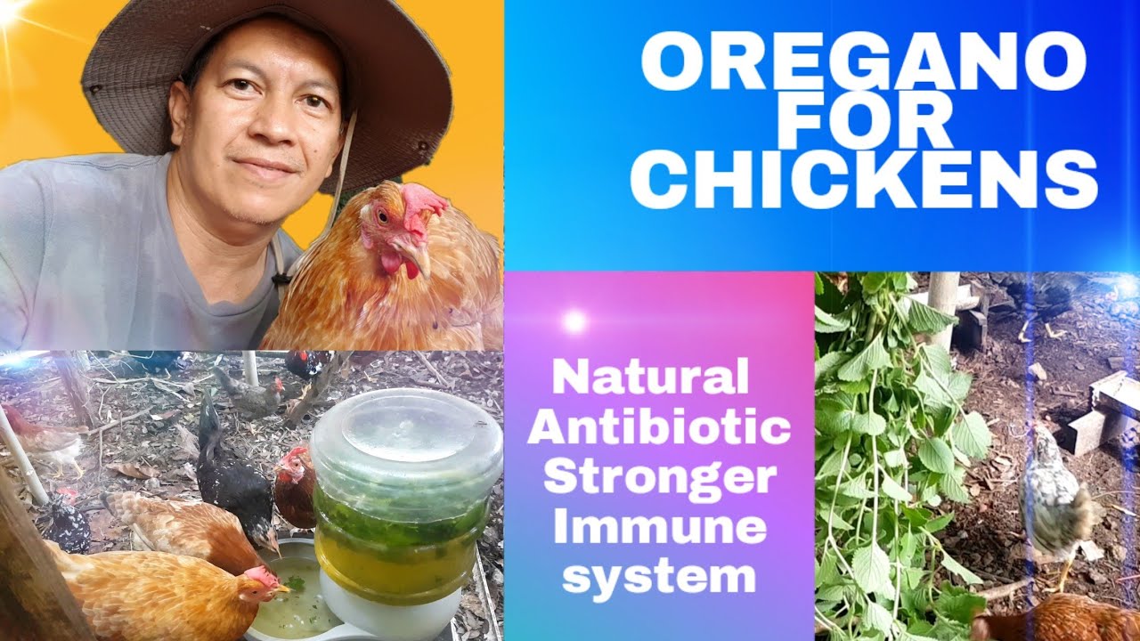 OREGANO FOR CHICKENS / Natural Antibiotic/ Build stronger Immune system YouTube